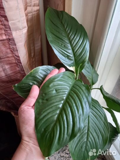 Спатифиллум Пикассо