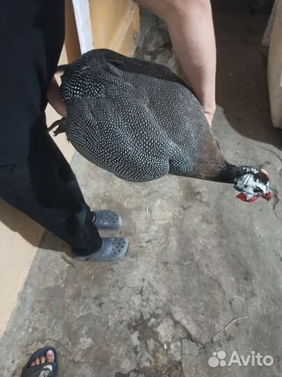 Самцы цесарок