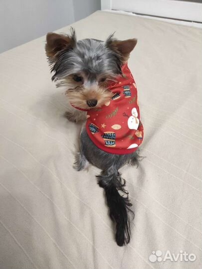 Шлейка для собаки и кофта на флисе