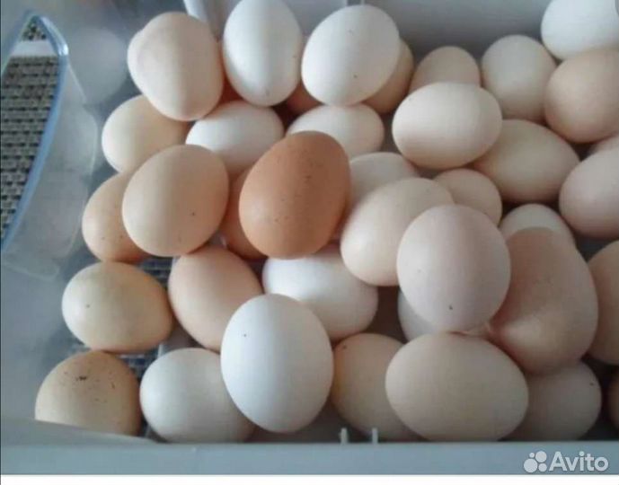 Домашние куриные яйца