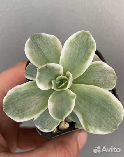 Эхеверии редкие