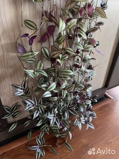 Цветок традесканция зебрина