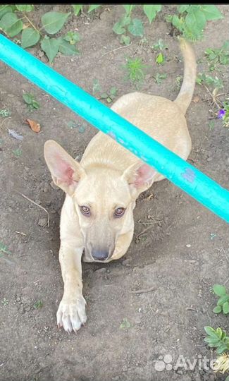 Щенок мальчик в добрые руки