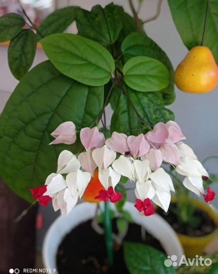 Клеродендрум томпсон в горшке 0.3 л