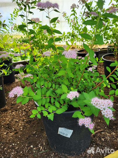 Многолетние растения для сада