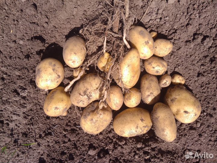 Семенной сортовой картофель 42 сорта