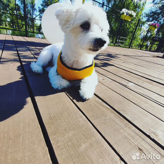 Предлагается для вязок кобель мальтийской болонки