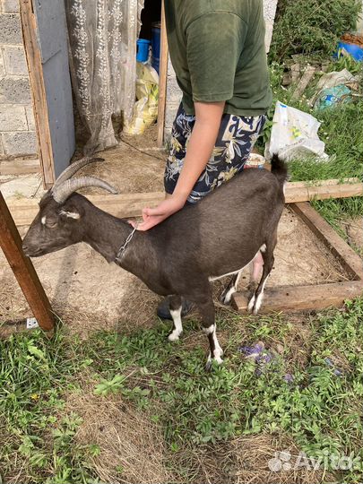 Козы ламанча дойные