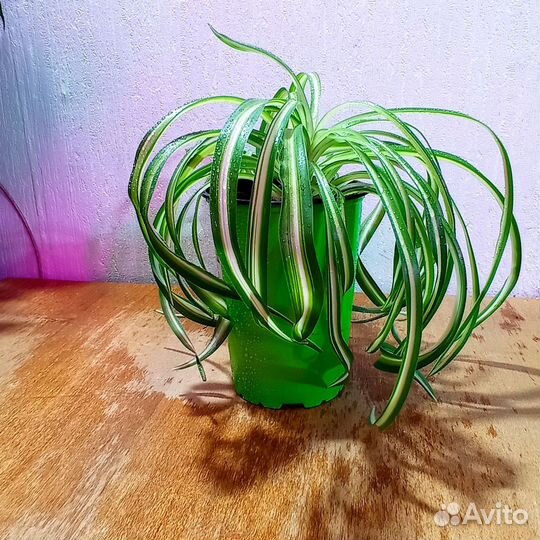 Комнатное растение Хлорофитум Кудрявый Бонни