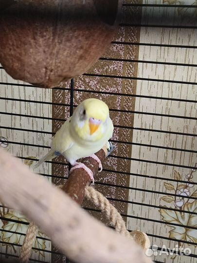 Волнистый попугай самец