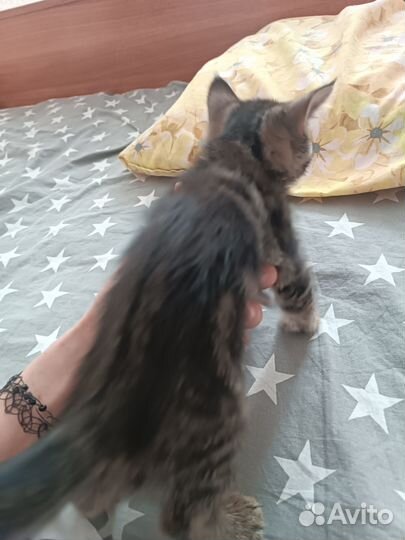 Котенок бесплатно