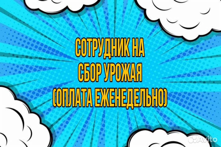 Сотрудник на сбор урожая (оплата еженедельно)