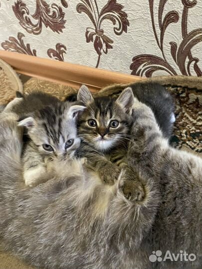 Шотландская