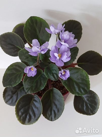 Цветущие фиалки