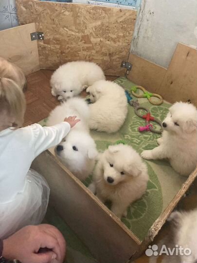 Щенки Самоеда