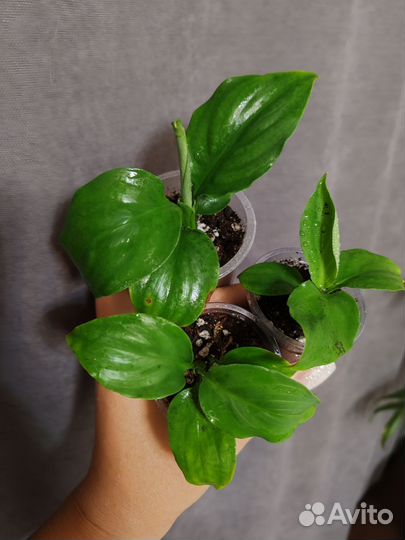 Спатифиллум блек бьюти