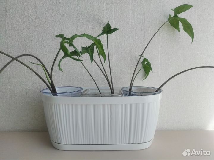 Горшок цветочный овальный