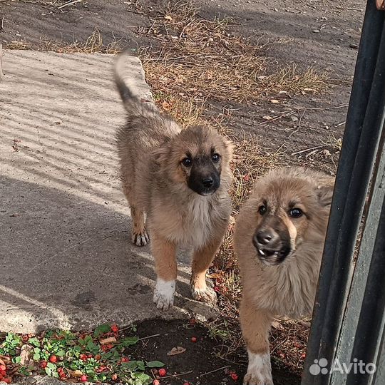 Девочка-звоночек