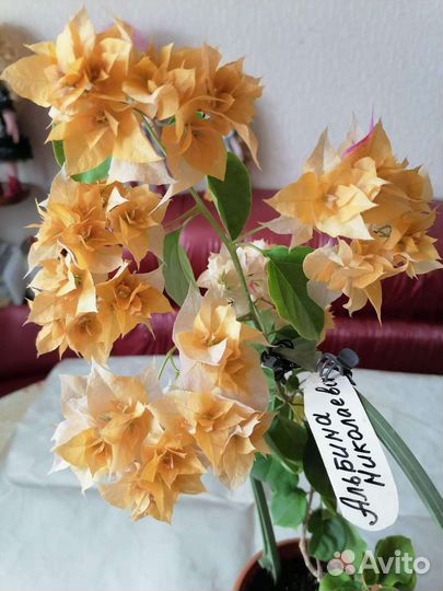 Бугенвилии махровые