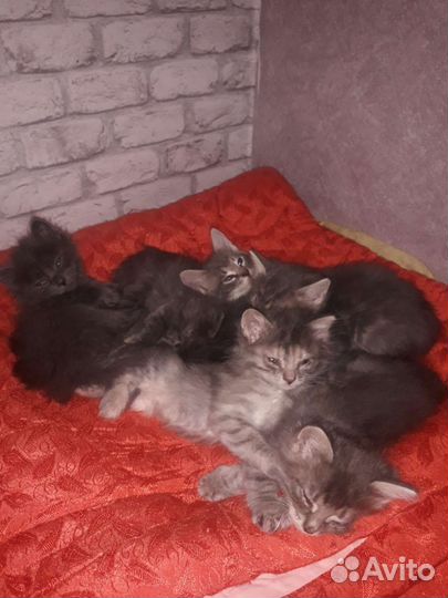 Отдам бесплатно животные