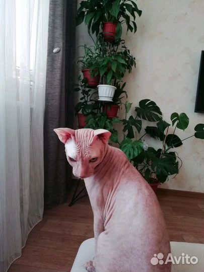 Сфинкс (вязка)