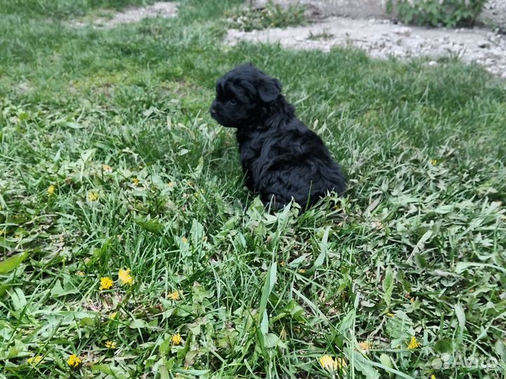 Маленькая собака