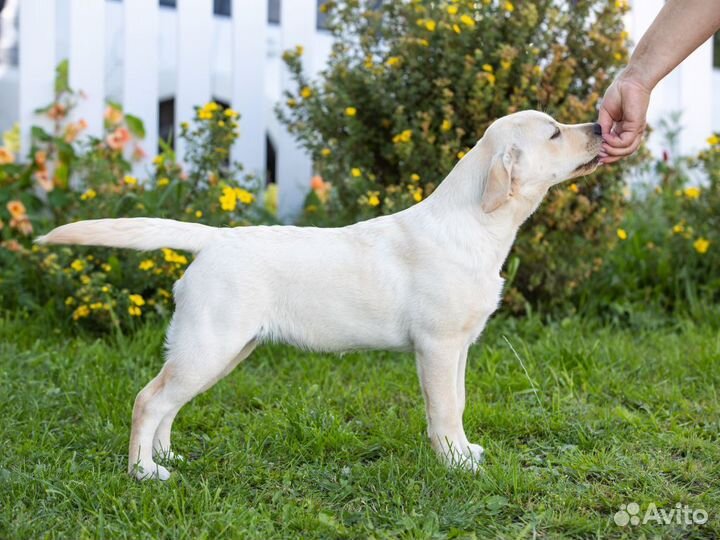 Щенок лабрадора ретривера