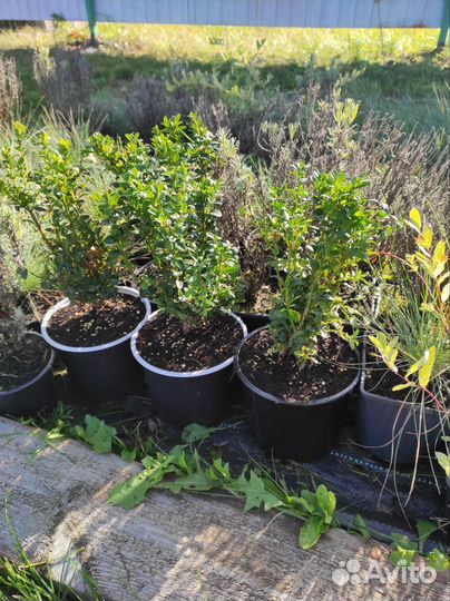 Самшит, Лаванда