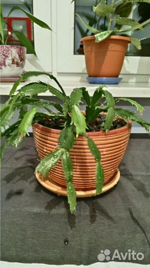 Декабрист цветущий