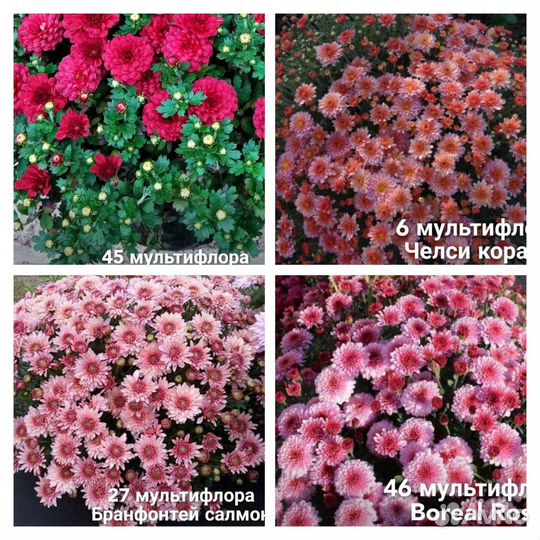 Хризантема