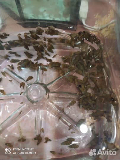 Улитки мелании