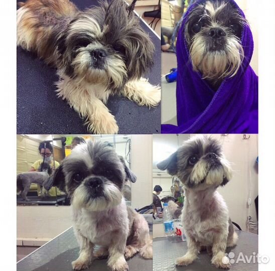 Груминг собакенов и кисуль