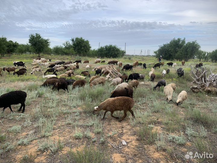 Курдючные бараны овцы