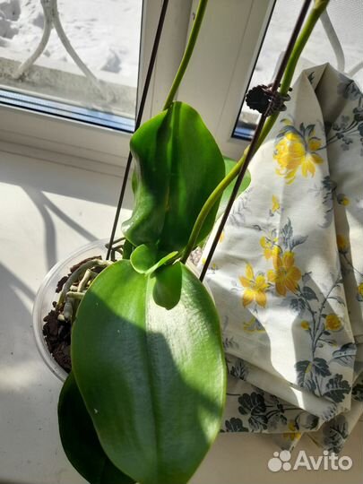 Орхидея фаленопсис