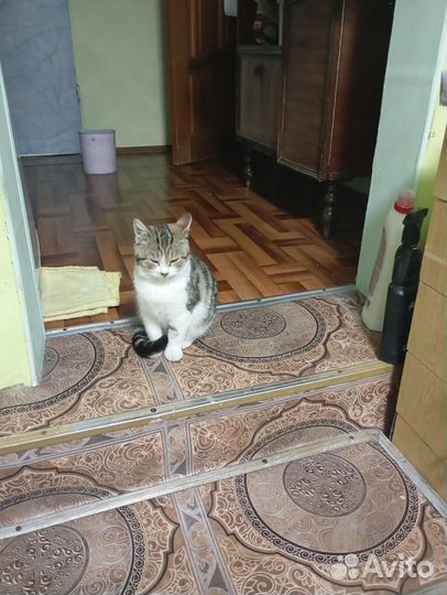 Котенок в добрые руки мальчик