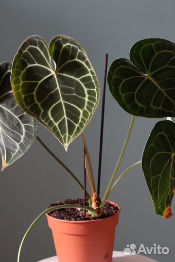 Anthurium clarinervium