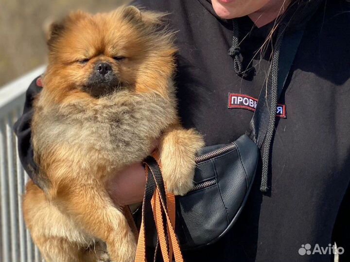 Шпиц вязка
