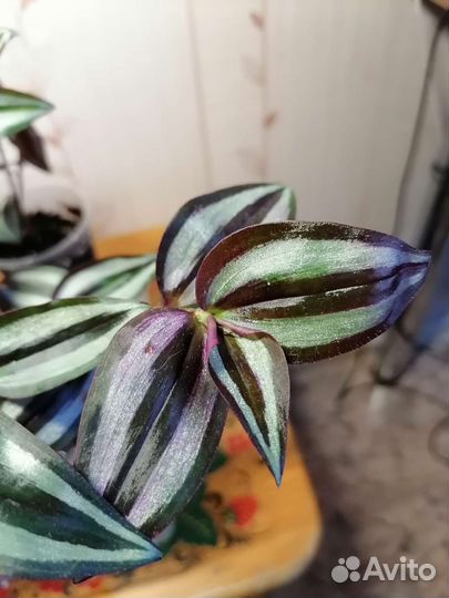 Традесканция Зебрина