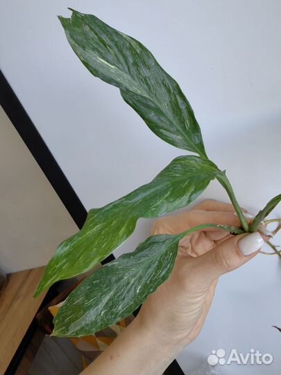 Спатифиллум даймонд вариегатный