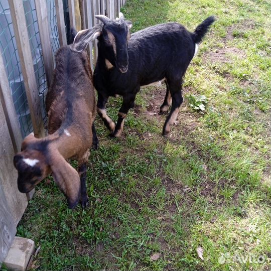 Англо нубийские козочки молодые