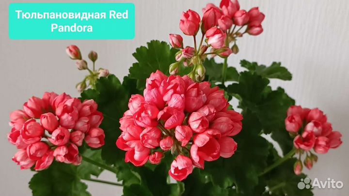 Пеларгония герань сортовая, более 10 сортов