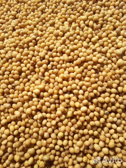 Горчица желтая