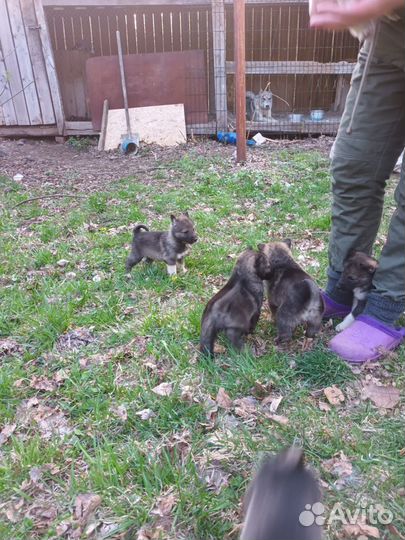 Продам щенков лайки