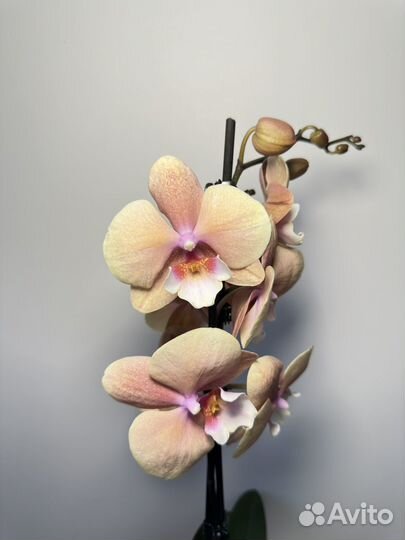 Орхидея фаленопсис