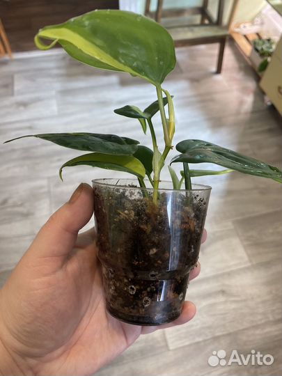 Филодендроны