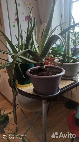 Алоэ вера растение