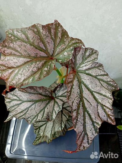 Тростниковые бегонии