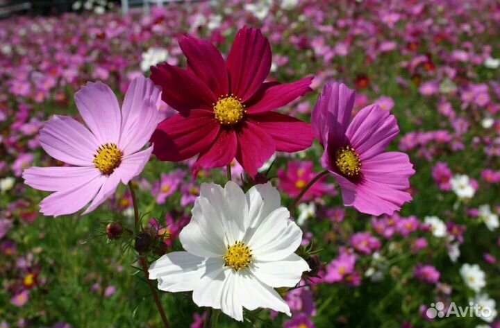 Цветы рассада Космея (самолётики, красотка)