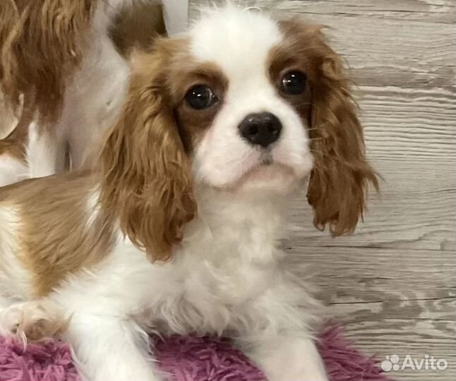 Кавалер Кинг Чарльз Спаниель щенки РКФ