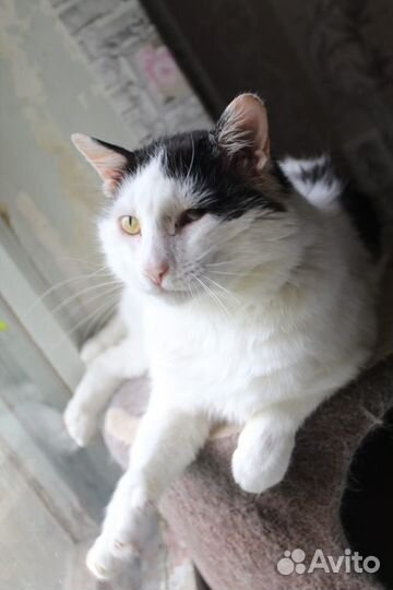 Кошка в дар бесплатно